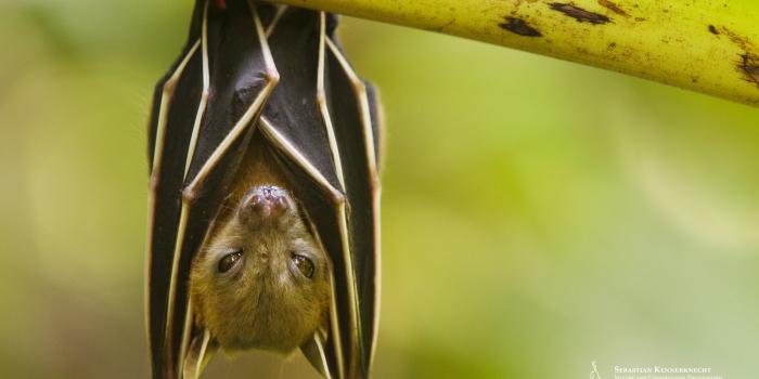 1900x1200 Free Fruit Bat Wallpaper - Sebastian Kennerknecht PhotographySebastian  Kennerknecht Photography