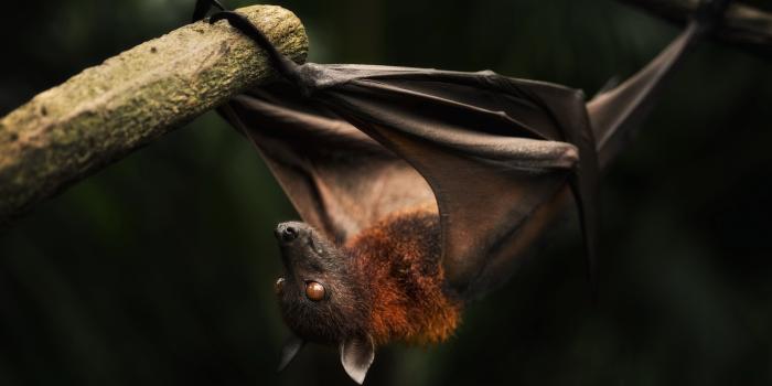 2560x1600 Bat HD Wallpaper