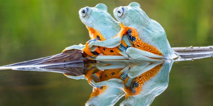 1332x850 Wallpaper water, background, frog, frogs images for desktop, section  животные - download