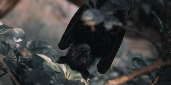1000x1500 500+ Bat Pictures [HD] | Download Free Images on Unsplash