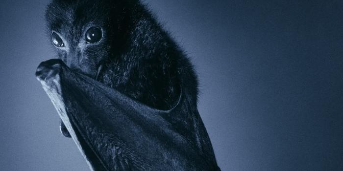 1200x900 Cute Bat Wallpapers - Top Free Cute Bat Backgrounds - WallpaperAccess