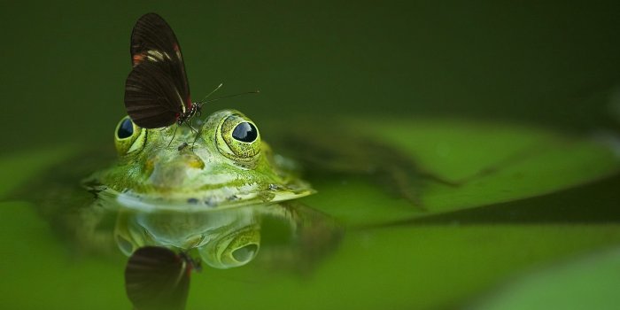 1920x1279 420+ Frog HD Wallpapers and Backgrounds