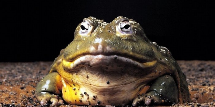 1024x768 Frog Wallpaper! - Frogs Wallpaper (7018135) - Fanpop