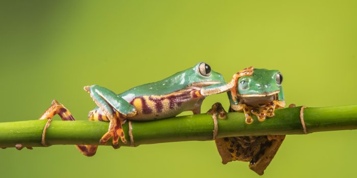 3840x2358 506892 3840x2358 tree frog 4k image of best - Rare Gallery HD Wallpapers