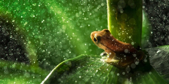 1920x1080 Cute Frog Wallpaper For Iphone