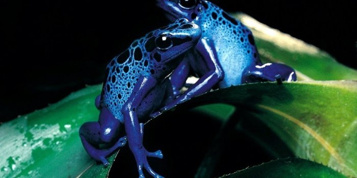 1024x768 Frog Wallpaper! - Frogs Wallpaper (7018030) - Fanpop