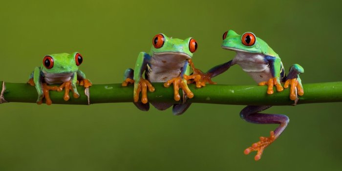 1366x768 Red eyed tree frog 4K wallpaper download