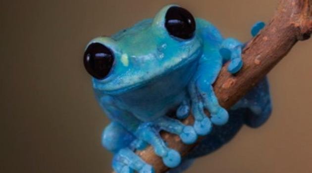 630x1280 Blue frog wallpaper by Lovely_nature_27 - Download on ZEDGE™ | e7b0