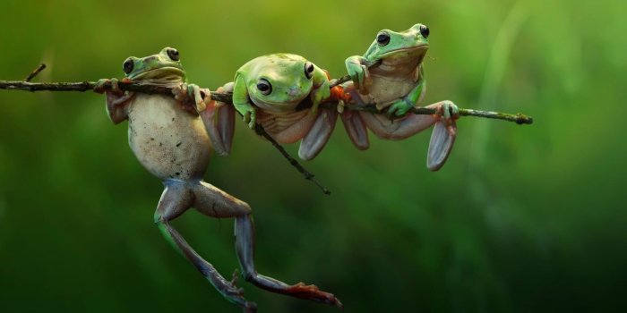 1920x1080 Green Frogs Wallpaper, Selective Focus Photography Of Three Green Frogs On  Tree Trunk - Wallpaperforu