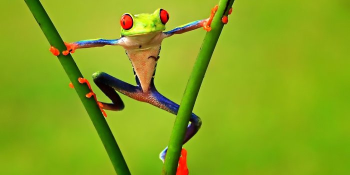 1920x1200 Animals Frog Wallpaper For Desktop #6943426