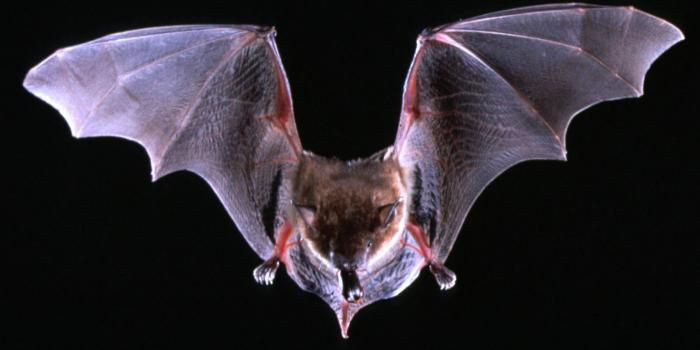 1600x998 49+] Bat Wallpaper for Computer - WallpaperSafari