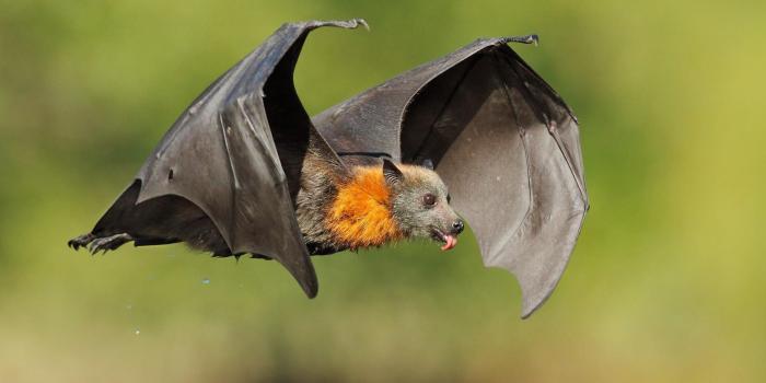 1920x1200 Animal Bat Wallpapers - Top Free Animal Bat Backgrounds - WallpaperAccess