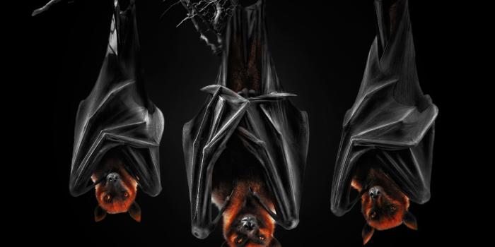 1332x850 Wallpaper black background, the dark background, bats, Pteropus, flying  fox, flying dogs, night bats images for desktop, section животные - download