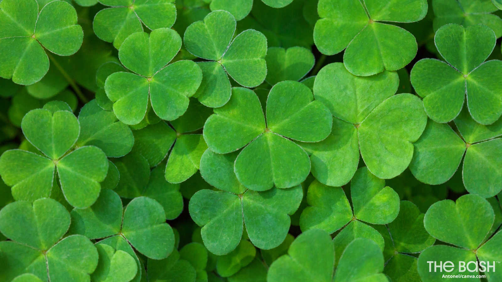 1920x1080 27 St. Patrick's Day Zoom Backgrounds - Free Download - The Bash