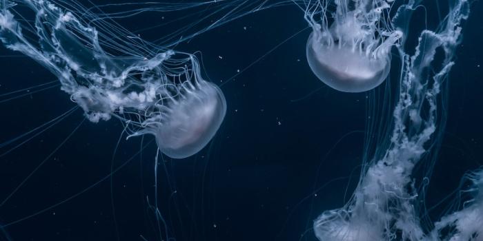 1000x1365 Random | 45 best free random, wallpaper, background and outdoor photos on  Unsplash