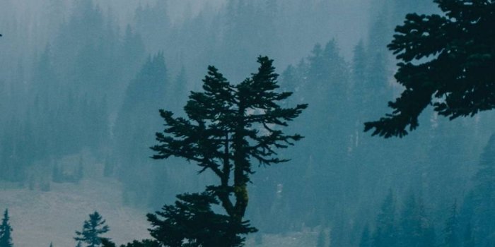 1080x2400 Nature Forest Trees - [1080x2400]