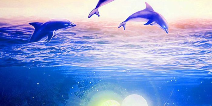 736x1219 Dolphin Wallpaper Discover more Animal, Aquatic, Beautiful, Cetacea, Cute  wallpapers. https://www.wptunnel.com… | Beautiful ocean pictures, Ocean  pictures, Dolphins