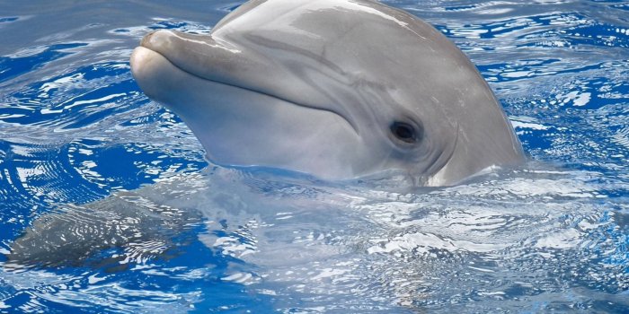 1920x1200 Free Dolphin Wallpaper Downloads, [100+] Dolphin Wallpapers for FREE |  Wallpapers.com