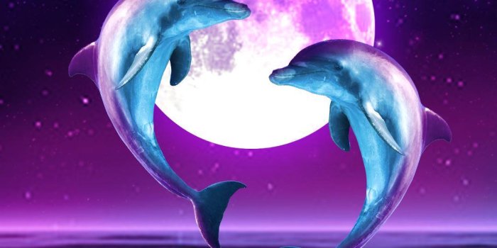 1080x1920 I Love Dolphins Wallpapers