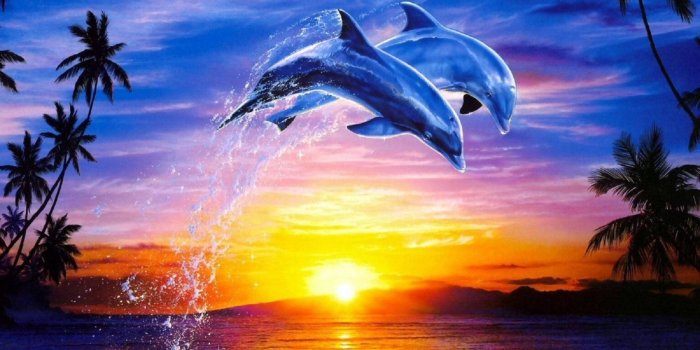 1920x1080 Download Dolphin Wallpaper