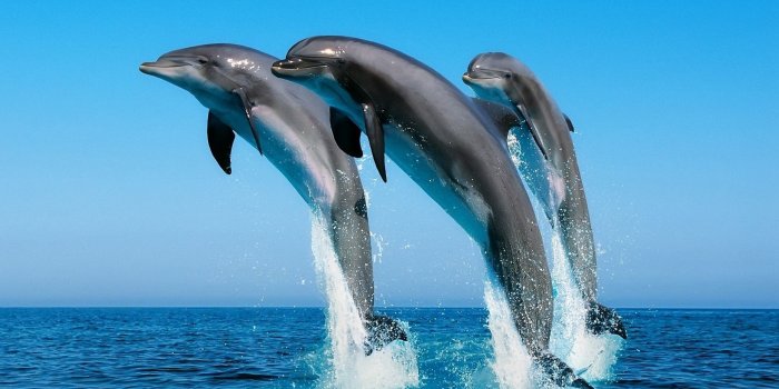 2560x1600 Dolphins Wallpaper (67+ pictures)