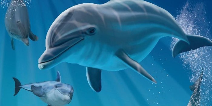 1284x2778 oceanic dolphins iPhone Wallpapers Free Download