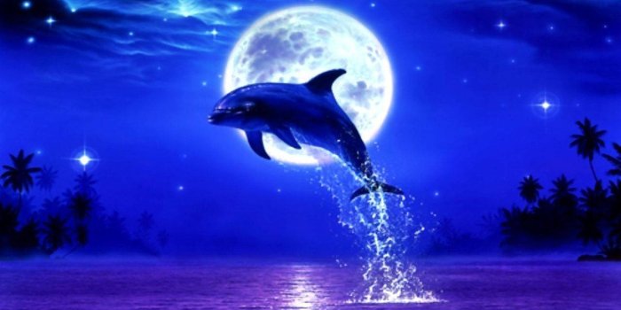 1280x800 Download Dolphin Wallpaper