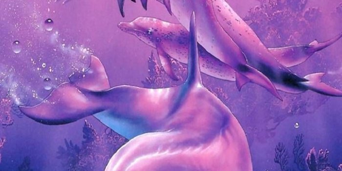 720x1280 The highest quality Dolphins Backgrounds for you IPhone – Cool backgrounds  | Dolphin images, Dolphin art, Pink dolphin wallpaper