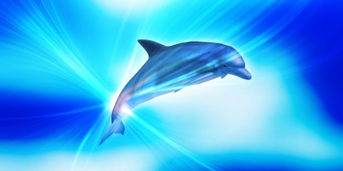 1920x1200 Abstract Dolphins Wallpapers
