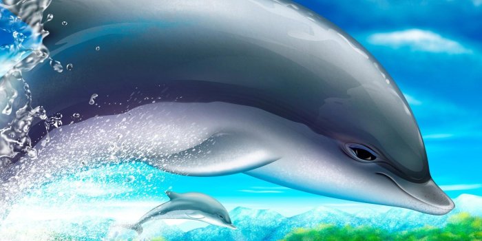 1920x1200 67+] Cute Dolphin Wallpaper - WallpaperSafari