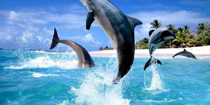 1920x1200 free miami dolphins wallpaper screensavers wallpapersafari …