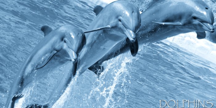 1920x1200 Dolphin Wallpapers - Animal Spot