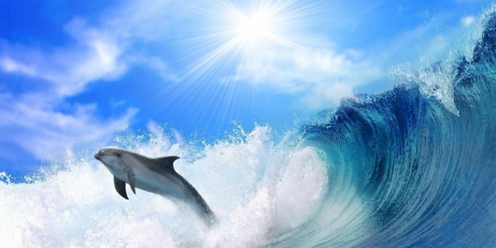 2560x1440 Wallpaper dolphin, ocean, 4k, Animals #14874
