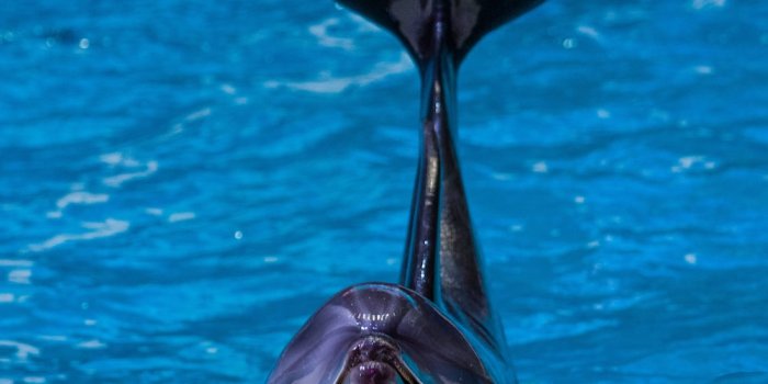 1000x1500 Dolphin Wallpapers: Free HD Download [500+ HQ] | Unsplash