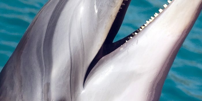 1125x2436 iPhoneXpapers.com | iPhone X wallpaper | na62-dolphin-sea-animal-cute