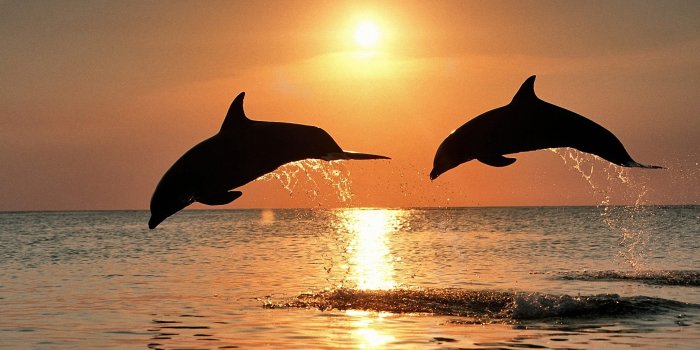 1920x1200 10+ Bottlenose Dolphin HD Wallpapers and Backgrounds