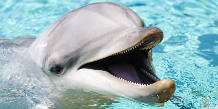 2048x1340 570806 dolphin wallpaper free desktop wallpapers - Rare Gallery HD  Wallpapers