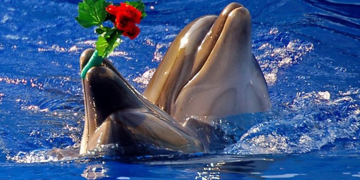 1920x1200 dolphins Wallpapers HD / Desktop and Mobile Backgrounds