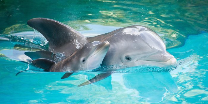 3000x1997 Baby Dolphins Wallpapers