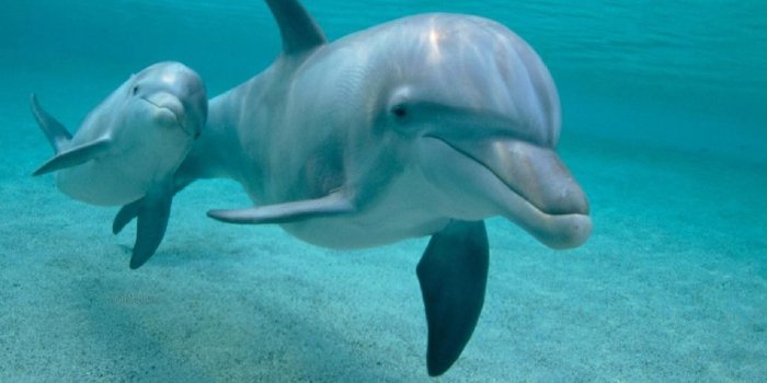 1332x850 Wallpaper dolphins, two, underwater world, two, Dolphins, wallpapers 1920 x  1080 images for desktop, section животные - download