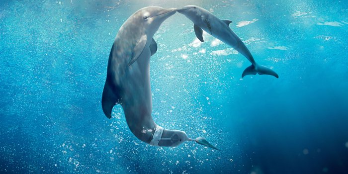 2560x1600 1000+ Best Dolphin Mac Wallpapers Free HD Download - AllMacWallpaper
