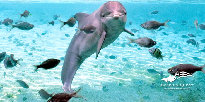 1680x1050 Digital Dolphin Wallpaper | Dolphin Quest