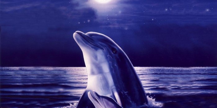1280x960 72+] Free Dolphin Wallpaper - WallpaperSafari