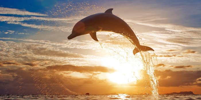 3000x2513 Dolphin Jumping Out Of Water, HD Animals, 4k Wallpapers, Images,  Backgrounds, Photos and Pictures