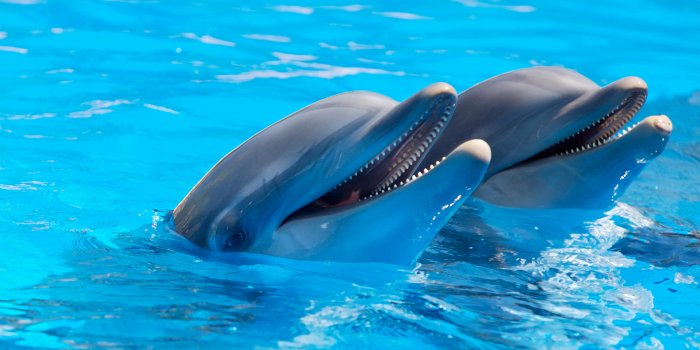 4000x2659 791540 4K, Dolphins, Water, Two - Rare Gallery HD Wallpapers