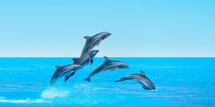 1520x904 Jumping dolphins - Wallpaper
