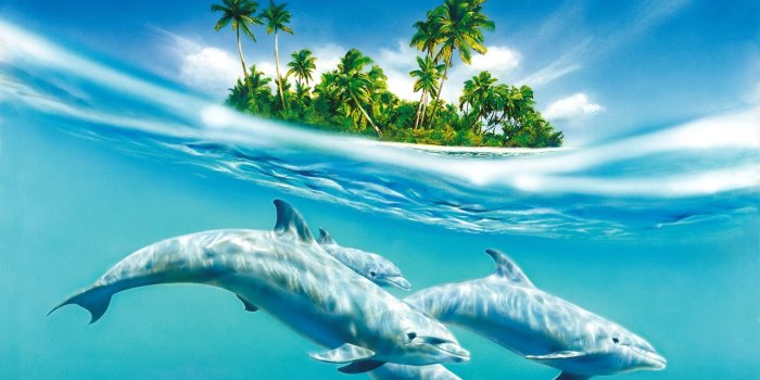1280x800 dolphins ocean wallpaper