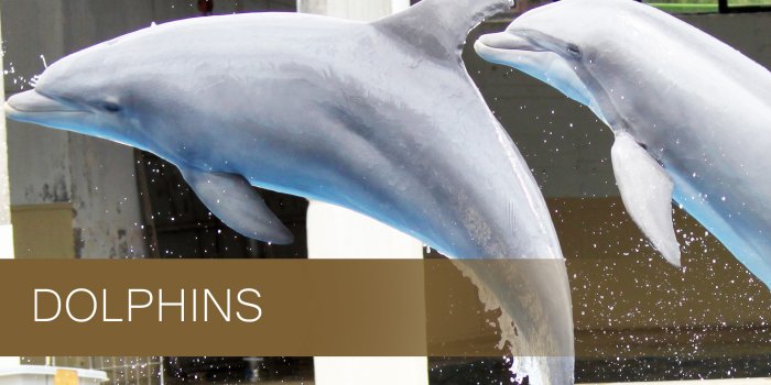 1920x1200 Dolphin Wallpapers - Animal Spot