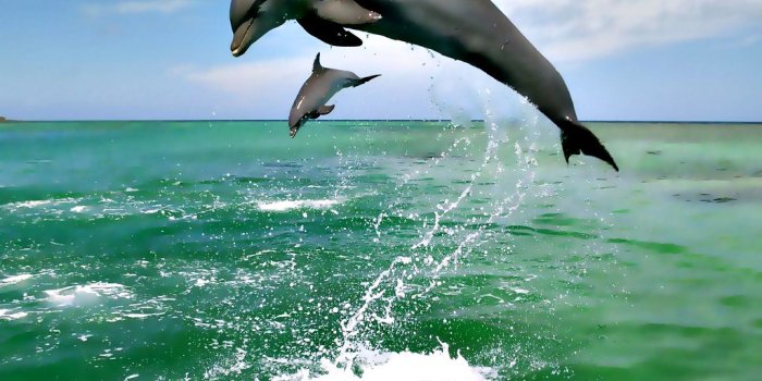 1024x768 The best top desktop dolphin wallpapers hd dolphins wallpa…