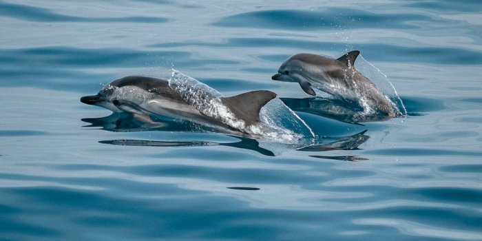 1000x1333 Dolphin Wallpapers: Free HD Download [500+ HQ] | Unsplash